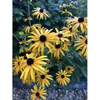 Brandless 6 x Rudbeckia Fulgida 'Goldsturm ' - Sonnenhut Topf 9cm x 9cm