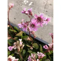 Brandless 6 x Bergenia 'Bressingham Ruby' - Schusterpflanze im Topf 9x9 cm