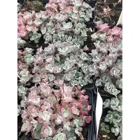 GRDplanten 6 x Sedum spath. 'Purpureum' - Fettblatt - Topf 9 x 9 cm