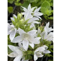 GRDplanten 6 x Campanula poscharskyana. 'E.h. Frost' - Frost-Glockenblume - Topf 9 x 9 cm