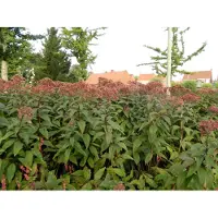 GRDplanten 6 x Eupatorium maculatum ‘Riesenschirm’ - Großer Wasserdost - Topf 9x9 cm