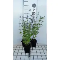 GRDplanten 6 x Calamintha nep. 'Blue Cloud' - Bergminze - Topf 9 x 9 cm