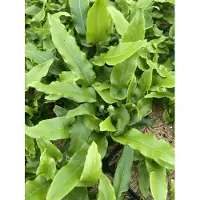 GRDplanten 6 x Asplenium scolopendrium (phyllitis scol.) - Hirschzungenfarn - Topf 9 x 9 cm
