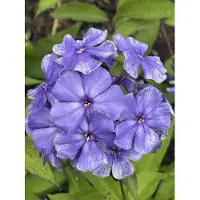 GRDplanten 6 x Phlox (p) 'Blue Paradise' - Flammenblume - Topf 9 x 9 cm