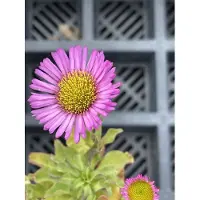 GRDplanten 6 x Erigeron glaucus 'Sea Breeze' - Feinstrahl - Topf 9 x 9 cm