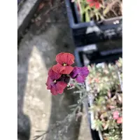 GRDplanten 6 x Erysimum hybr. 'Constant cheer' – Goldlack - Topf 9x9 cm