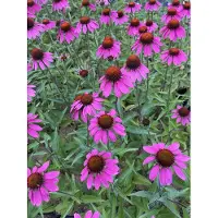 GRDplanten 6 x Echinacea tennesseensis 'Amazing Dream' PBR – Sonnenhut - Topf 9 x 9 cm