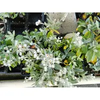 Brandless 6 x Anaphalis Triplinervis - Sibirisches Edelweiss im 9x9 cm Topf