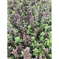 GRDplanten 6 x Nepeta hybr. 'Purrsian Blue' - Katzenminze - Topf 9 x 9 cm