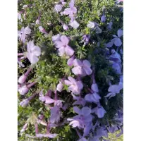 GRDplanten 6 x Phlox (d) 'Lilac Cloud' - Flammenblume - Topf 9 x 9 cm