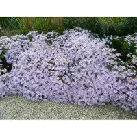 GRDplanten 6 x Kalimeris inc. 'Blue Star' - Schönaster - Topf 9 x 9 cm
