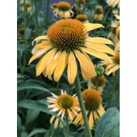 GRDplanten 6 x Echinacea purp. 'Harvest Moon' - Sonnenhut in 9x9 cm pot