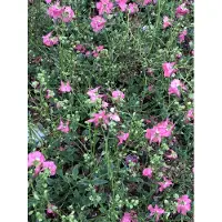 GRDplanten 6 x Diascia hybr. 'Ruby Field' – Doppelhörnchen - Topf 9x9 cm