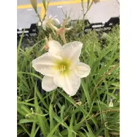 GRDplanten 6 x Hemerocallis 'Gentle 'Shepherd' – Taglilie - Topf 9x9 cm
