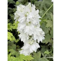 GRDplanten 6 x Delphinium (p) 'Galahad' - Rittersporn - Topf 9 x 9 cm