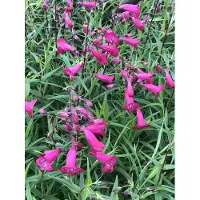 GRDplanten 6 x Penstemon hybr. 'And. F. Hahn' ( 'garnet') - Bartfaden - Topf 9 x 9 cm