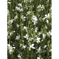 GRDplanten 6 x Gaura lindh. 'Snowbird' (= oenothera lindh.) – Prachtkerze - Topf 9x9 cm