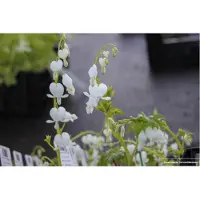GRDplanten 6 x Dicentra Spectabilis 'Alba' - Tränendes Herz - Topf 9x9 cm