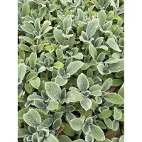 GRDplanten 6 x Stachys byz. 'Silver Carpet' - Ziest - Topf 9 x 9 cm