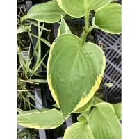 GRDplanten 6 x Hosta aureomarginata – Funkie - Topf 9 x 9 cm