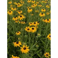 GRDplanten 6 x Rudbeckia fulg. 'Speciosa' - Sonnenhut - Topf 9 x 9 cm