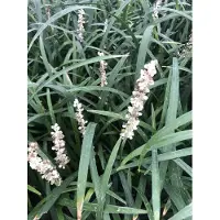 GRDplanten 6 x Liriope musc. 'Monroe White' - Glöckchenentraube - Topf 9 x 9 cm