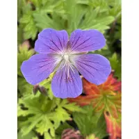 GRDplanten 6 x Geranium hybr. 'Johnson's Blue' - Storchenschnabel- Topf 9 x 9 cm