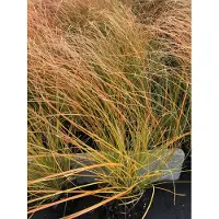 Brandless 6 x Carex Test. 'Prairie Fire' - Orange Segge - im Topf 9x9 cm