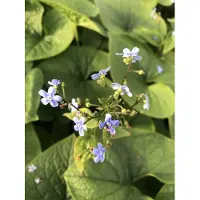 Brandless 6 x Brunnera sibirica - Kaukasisches Vergissmeinnicht im 9x9 cm Topf