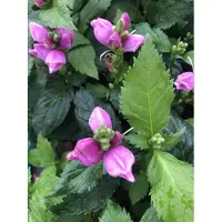 Brandless 6 x Chelone obliqua - Schildkrštenblume im 9x9 cm Topf