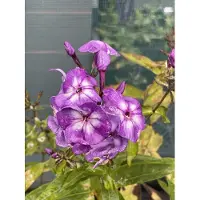 GRDplanten 6 x Phlox (p) 'Laura' - Flammenblume - Topf 9 x 9 cm
