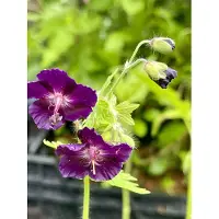 GRDplanten 6 x Geranium phaeum 'Raven' - Storchenschnabel- Topf 9 x 9 cm