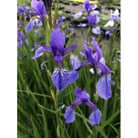 GRDplanten 6 x Iris sibirica - Schwertlilie - Topf 9 x 9 cm