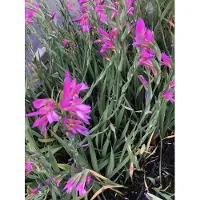 GRDplanten 6 x Gladiolus communis subsp. byzantinus - Gewöhnliche Siegwurz - Topf 9x9 cm