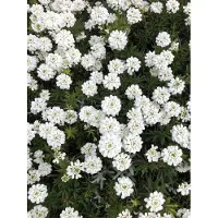 GRDplanten 6 x Iberis Sempervirens - Schleifenblume - Topf 9 x 9 cm