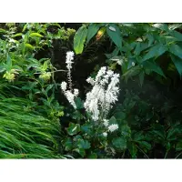 GRDplanten 6 x Tiarella wherryi - Schaumblüte - Topf 9 x 9 cm