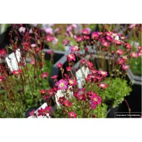 GRDplanten 6 x Saxifraga (a) 'Bluetenteppich' - Moos Steinbrech - Topf 9 x 9 cm