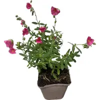 GRDplanten 6 x Helianthemum hybr. 'Ben Hope' - Sonnenröschen - Topf 9 x 9 cm