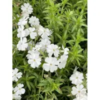 GRDplanten 6 x Phlox (s) 'Maischnee' ( 'snow queen') - Flammenblume - Topf 9 x 9 cm