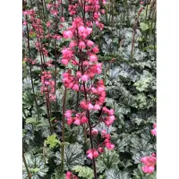 GRDplanten 6 x Heuchera hybr. 'Paris' - Purpurglöckchen - Topf 9x9 cm