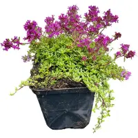 GRDplanten 6 x Thymus praecox 'Coccineus' - Thymian - Topf 9 x 9 cm