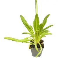 GRDplanten 6 x Primula vialii - Kugelprimel - Topf 9 x 9 cm