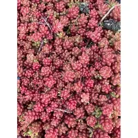 GRDplanten 6 x Sedum album 'Coral Carpet' - Fettblatt - Topf 9 x 9 cm