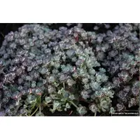 GRDplanten 6 x Sedum spath. 'Cape Blanco' - Fettblatt - Topf 9 x 9 cm