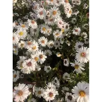 GRDplanten 6 x Kalimeris inc. 'Alba' - Schönaster - Topf 9 x 9 cm