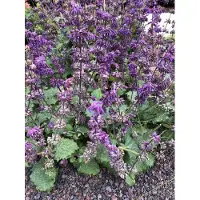 GRDplanten 6 x Salvia vert. 'Purple Rain' - Sternmoos - Topf 9 x 9 cm