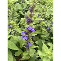 GRDplanten 6 x Lobelia siphilitica - Blaue Kardinals-Lobelie - Topf 9 x 9 cm