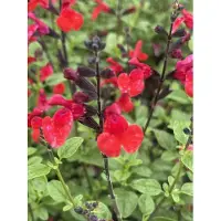 GRDplanten 6 x Salvia micr. 'Royal Bumble' - Sternmoos - Topf 9 x 9 cm