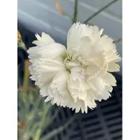 GRDplanten 6 x Dianthus (p) 'Devon Cream' - Nelke - Topf 9 x 9 cm