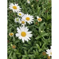 GRDplanten 6 x Leucanthemum (s) 'Becky' - Margerite - Topf 9 x 9 cm
